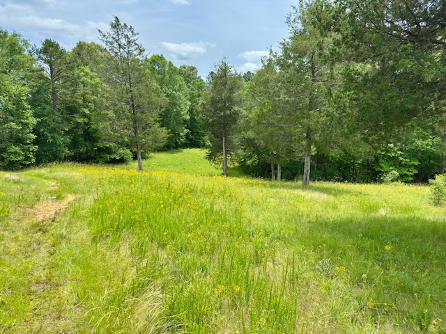 2025 Kings Mountain Men's Hike Photo